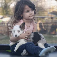 Godiva Blue Eye Merle Toy, a female Pembroke Welsh Corgi and Toy Australian Shepherd for sale in Harper, TX – Photo 1 of 7