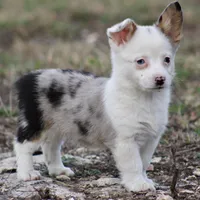 Godiva Blue Eye Merle Toy, a female Pembroke Welsh Corgi and Toy Australian Shepherd for sale in Harper, TX – Photo 5 of 5