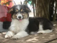 Glory , a female Pembroke Welsh Corgi and Toy Australian Shepherd for sale in Harper, TX – 7 of 8