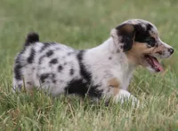 DAISY - Toy Auggie Female, a female Pembroke Welsh Corgi and Toy Australian Shepherd for sale in Harper, TX – 3 of 10