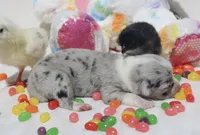 PETER - Blue Merle Toy Auggie, a male Pembroke Welsh Corgi and Toy Australian Shepherd for sale in Harper, TX – Photo 8 of 9