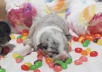 PETER - Blue Merle Toy Auggie, a male Pembroke Welsh Corgi and Toy Australian Shepherd for sale in Harper, TX – Photo 6 of 9