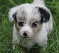 PETER - Blue Merle Toy Auggie, a male Pembroke Welsh Corgi and Toy Australian Shepherd for sale in Harper, TX – 2 of 7