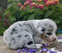 PETER - Blue Merle Toy Auggie, a male Pembroke Welsh Corgi and Toy Australian Shepherd for sale in Harper, TX – 7 of 7