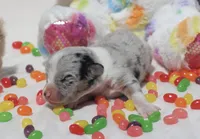 PETER - Blue Merle Toy Auggie, a male Pembroke Welsh Corgi and Toy Australian Shepherd for sale in Harper, TX – Photo 4 of 9