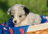 PETER - Blue Merle Toy Auggie, a male Pembroke Welsh Corgi and Toy Australian Shepherd for sale in Harper, TX – 5 of 7
