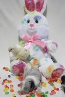 PETER - Blue Merle Toy Auggie, a male Pembroke Welsh Corgi and Toy Australian Shepherd for sale in Harper, TX – Photo 9 of 9