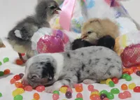 PETER - Blue Merle Toy Auggie, a male Pembroke Welsh Corgi and Toy Australian Shepherd for sale in Harper, TX – Photo 7 of 9