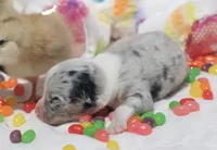 PETER - Blue Merle Toy Auggie, a male Pembroke Welsh Corgi and Toy Australian Shepherd for sale in Harper, TX – Photo 2 of 9