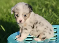 PETER - Blue Merle Toy Auggie, a male Pembroke Welsh Corgi and Toy Australian Shepherd for sale in Harper, TX – 4 of 7