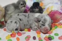 PETER - Blue Merle Toy Auggie, a male Pembroke Welsh Corgi and Toy Australian Shepherd for sale in Harper, TX – Photo 1 of 9