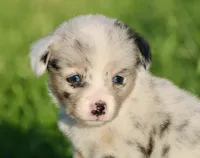 PETER - Blue Merle Toy Auggie, a male Pembroke Welsh Corgi and Toy Australian Shepherd for sale in Harper, TX – 3 of 7