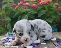 PETER - Blue Merle Toy Auggie, a male Pembroke Welsh Corgi and Toy Australian Shepherd for sale in Harper, TX – 6 of 7