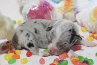 PETER - Blue Merle Toy Auggie, a male Pembroke Welsh Corgi and Toy Australian Shepherd for sale in Harper, TX – Photo 3 of 9