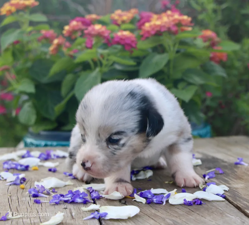PETER - Blue Merle Toy Auggie – Pembroke Welsh Corgi, Toy Australian Shepherd puppy for sale in Harper, TX