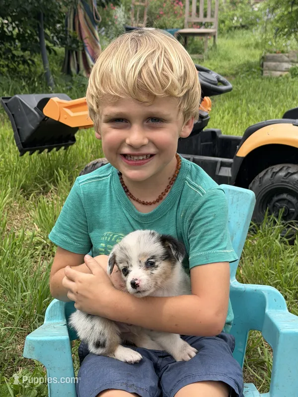 PETER - Blue Merle Toy Auggie – Pembroke Welsh Corgi, Toy Australian Shepherd puppy for sale in Harper, TX