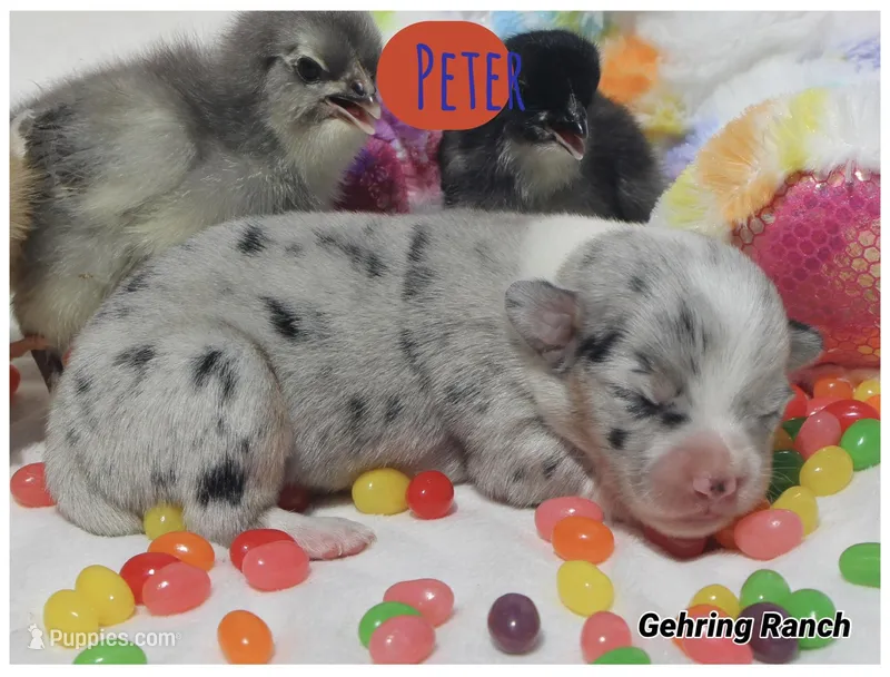 PETER - Blue Merle Toy Auggie – Pembroke Welsh Corgi, Toy Australian Shepherd puppy for sale in Harper, TX