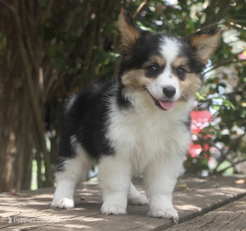 Freedom - Fluffy Toy Auggie – Pembroke Welsh Corgi, Toy Australian Shepherd puppy for sale in Harper, TX