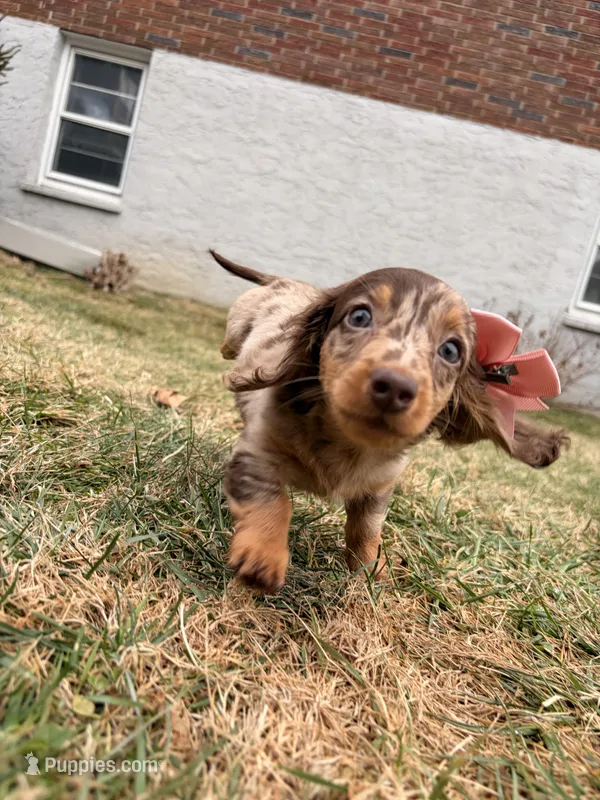 Tikka – Miniature Dachshund puppy for sale in New York City, NY
