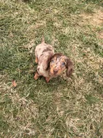 Tikka, a female Miniature Dachshund for sale in New York City, NY – Photo 5 of 5