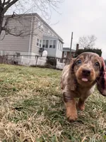 Tikka, a female Miniature Dachshund for sale in New York City, NY – Photo 4 of 5