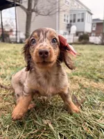 Tikka, a female Miniature Dachshund for sale in New York City, NY – Photo 3 of 5