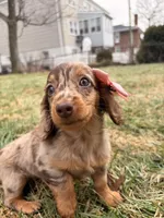 Tikka, a female Miniature Dachshund for sale in New York City, NY – Photo 2 of 5