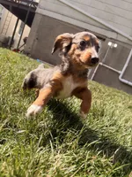 Lilac, a female Miniature Dachshund for sale in New York City, NY – Photo 5 of 6