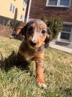 Lilac, a female Miniature Dachshund for sale in New York City, NY – Photo 4 of 6