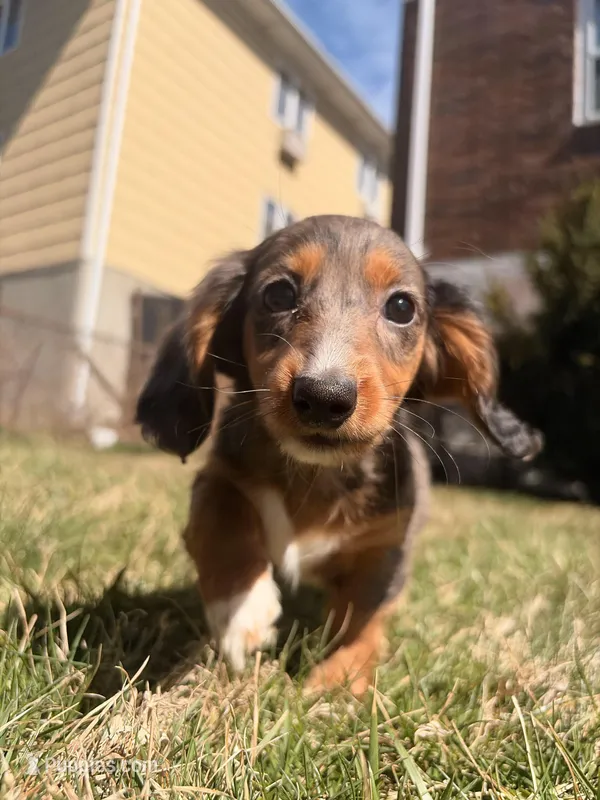 Lilac – Miniature Dachshund puppy for sale in New York City, NY