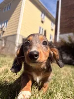 Lilac, a female Miniature Dachshund for sale in New York City, NY – Photo 2 of 6