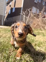 Lilac, a female Miniature Dachshund for sale in New York City, NY – Photo 6 of 6