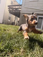 Lilac, a female Miniature Dachshund for sale in New York City, NY – Photo 3 of 6