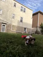 Hazel, a female Miniature Dachshund for sale in New York City, NY – Photo 5 of 5