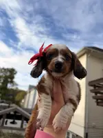 Hazel, a female Miniature Dachshund for sale in New York City, NY – Photo 4 of 5