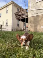 Hazel, a female Miniature Dachshund for sale in New York City, NY – Photo 3 of 5