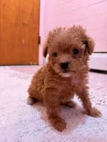 Tcup Joey, a male Poodle - Toy  for sale in New York City, NY – Photo 3 of 6
