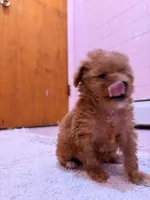 Tcup Joey, a male Poodle - Toy  for sale in New York City, NY – Photo 6 of 6