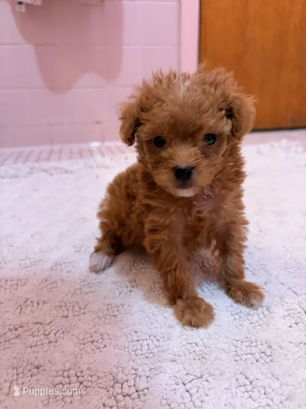 Tcup Joey – Poodle - Toy  puppy for sale in New York City, NY
