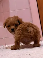 Tcup Joey, a male Poodle - Toy  for sale in New York City, NY – Photo 2 of 6