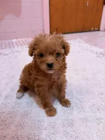 Tcup Joey, a male Poodle - Toy  for sale in New York City, NY – Photo 5 of 6