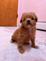 Tcup Joey, a male Poodle - Toy  for sale in New York City, NY – Photo 4 of 6
