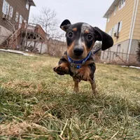 Goofy, a male Miniature Dachshund for sale in New York City, NY – Photo 2 of 3