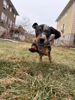 Goofy, a male Miniature Dachshund for sale in New York City, NY – Photo 2 of 3