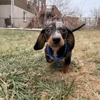 Goofy, a male Miniature Dachshund for sale in New York City, NY – Photo 1 of 3