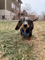 Goofy, a male Miniature Dachshund for sale in New York City, NY – Photo 1 of 3