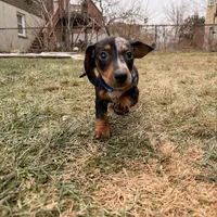 Goofy, a male Miniature Dachshund for sale in New York City, NY – Photo 3 of 3