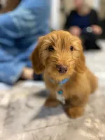 Django, a male Miniature Dachshund for sale in New York City, NY – Photo 2 of 6
