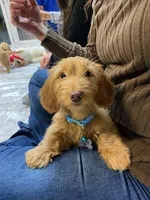 Django, a male Miniature Dachshund for sale in New York City, NY – Photo 1 of 6