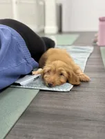 Django, a male Miniature Dachshund for sale in New York City, NY – Photo 6 of 6